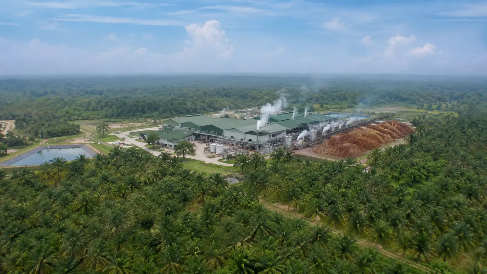 Hamparan kebun kelapa sawit di Indonesia dilihat dari udara, menggambarkan skala industri sawit nasional.
